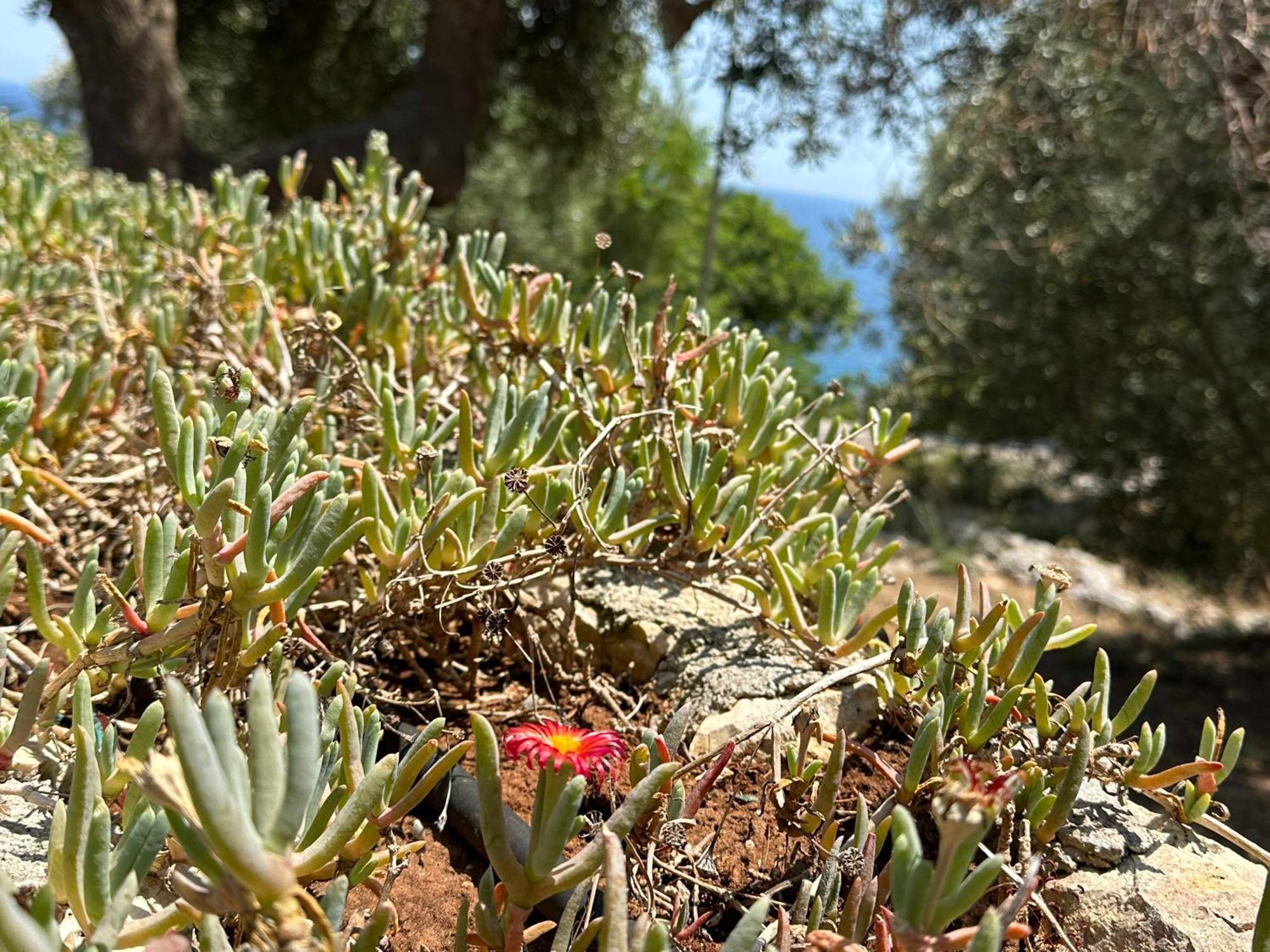Villetta Dagre Fronte Mare Marittima Exteriér fotografie