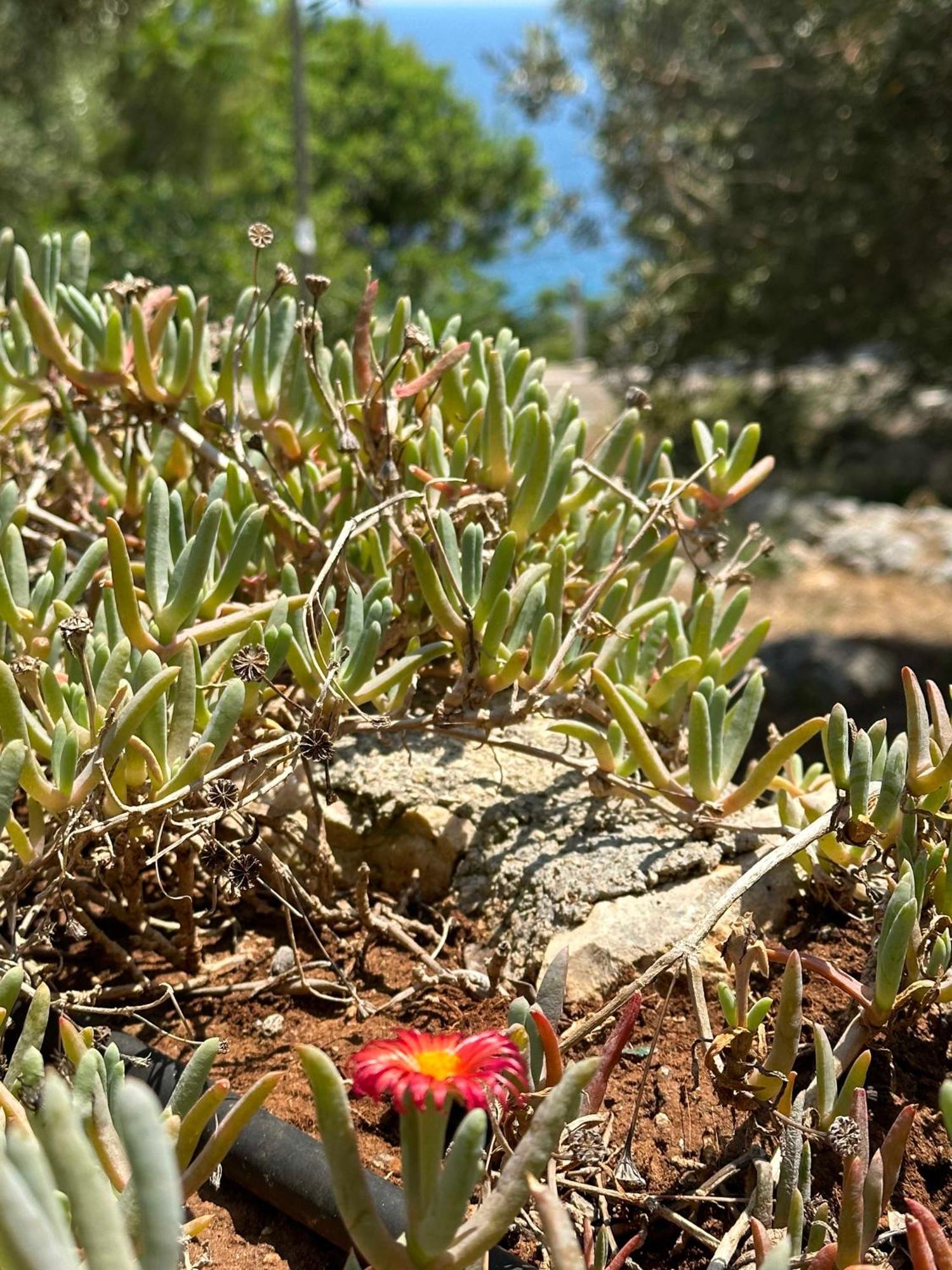 Villetta Dagre Fronte Mare Marittima Exteriér fotografie